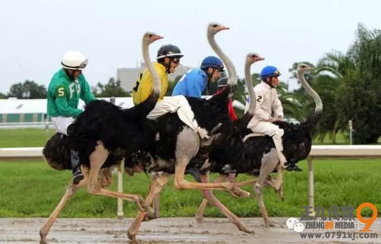 百鳥爭鳴 靈動利川 碧桂園首屆百鳥展即將華麗綻放