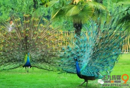 百鳥爭鳴 靈動利川 碧桂園首屆百鳥展即將華麗綻放